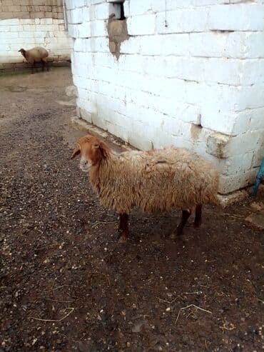 ana bala qoyun: Qoyun satılır istəyən olsa yazsın video sun atım baxın real alıcıya — 3