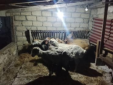 qara mal: Qoyunlar, qoçlar — 3