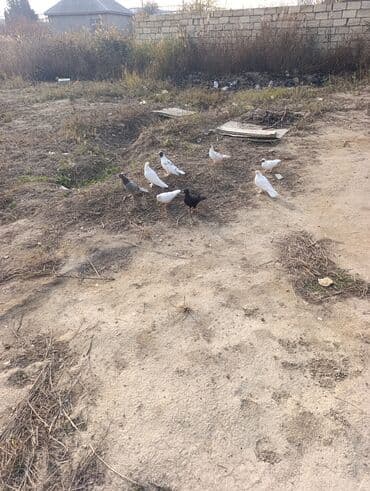 домик для собаки: Məhsul: ev göyərçinləri hamısı birlikdə satılır 80 AZN Uçan Quşlar — 3