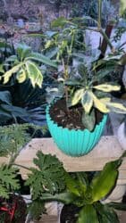 Her biri ucuz kimete Gencededi catirma var size yaxin yere ancag lalafo.az -da Her biri ucuz kimete Gencededi catirma var size yaxin yere ancag