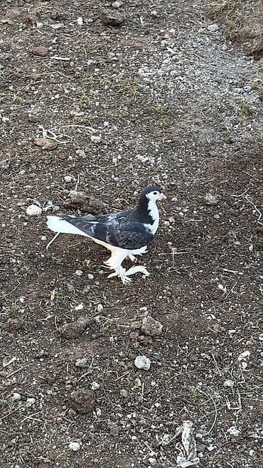 tap.az heyvanlar qusar: Qirmizi qizgin erkey goy cavan maya delfin satilir Ciddi alicilar — 6