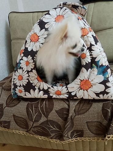 pomeranian şpitz: Şpitz, 4 ay, Dişi, Peyvəndli, Ünvandan götürmə — 2