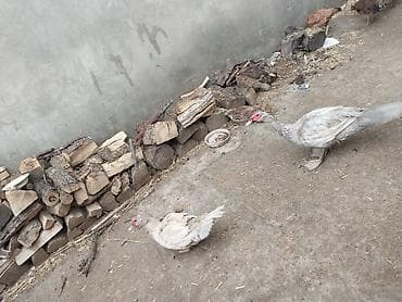 сухие корма для собак: 1 cut lavanda xoruzu cox yekedi fere xoruzdanr hele yumrtamayb — 2