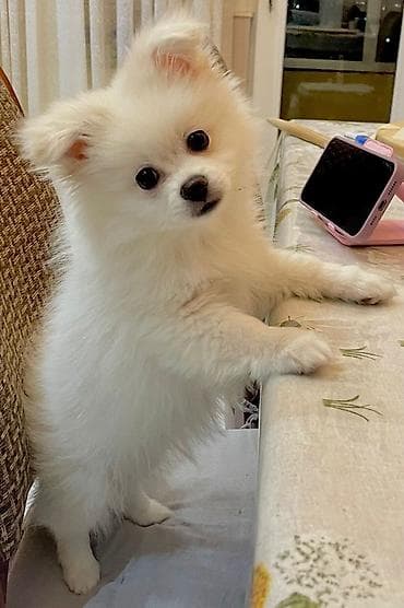 alman iti satilir: Salam, pomerian şpitz 5 aylıqdır. oynagan,şirin — 1