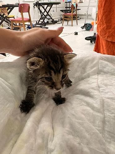 котята даром в душанбе: Самец, В добрые руки — 1