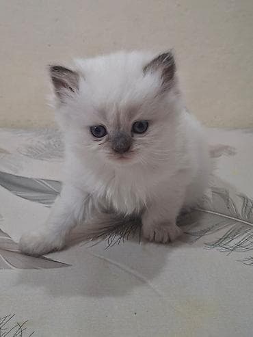 pisik ucuz: Yavrular üçün pişik balaları - Növlər və rənglər: - Açıq krem-ağ — 1