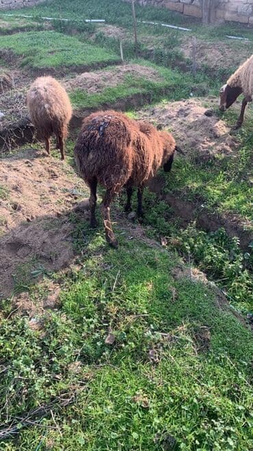 heyvan bazari tap az: Boğaz qoyunlar satılır qiymət 230,180 — 2