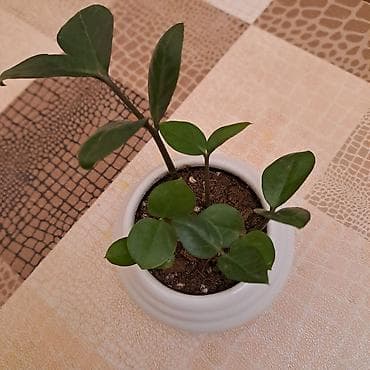 tuya bitkisi: Zamioculcas zamiifolia (ZZ bitkisi) – dekorativ otaq bitkisi - Qalın — 1