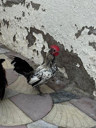 heyratı o şamo: Xoruz, Yapon, il: 1 — 4