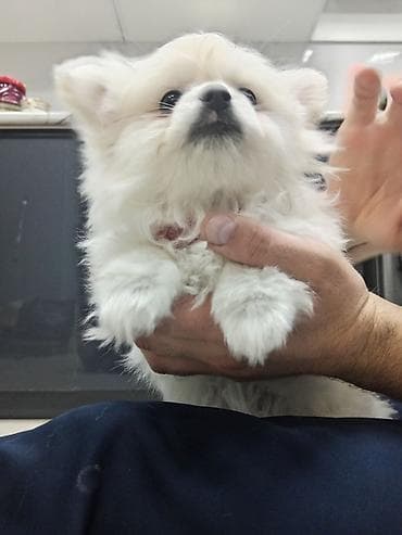 xaski balası: Şpitz, Dişi — 2