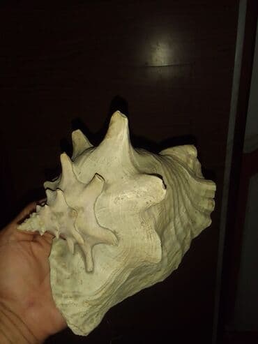 ağ balıq: Okean rakuşkası.Balıq qulagı.uzunlugu 25sm.2 eded var.sinigi catı — 5