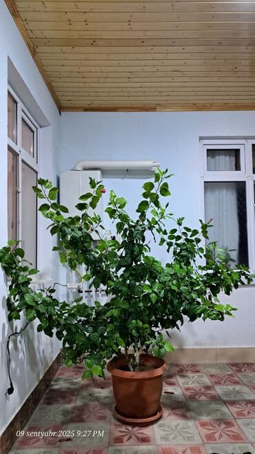 xarı bülbül şəkilləri: Böyük ölçülü qızılgül hibiskus (Çin qızılgülü) – saksıda dekorativ kol — 1