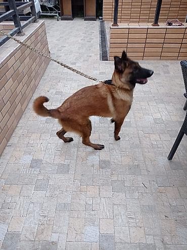 belcika avcarka: Belçika çoban iti, Erkek — 3