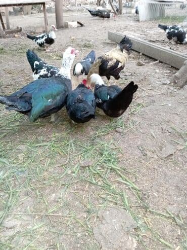 Gəmiricilər: Ördəklər — 5