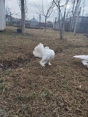 Satılır və yaxud brama toyugu ilədə barter olunur fərə xoruzdular