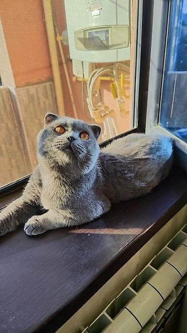 pişikler ucuz: Şotland, Erkək, Cütləşmə üçün — 2