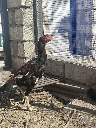 Heyvanlar üçün mallar: Xoruz, il: <1 — 5