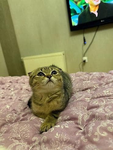 Şotland yastı qulaq