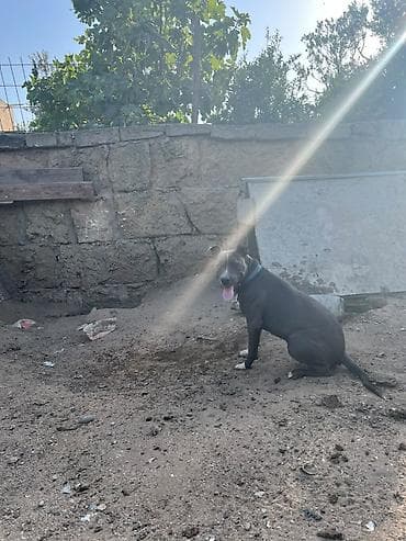 heyvan it: Pitbul — 9