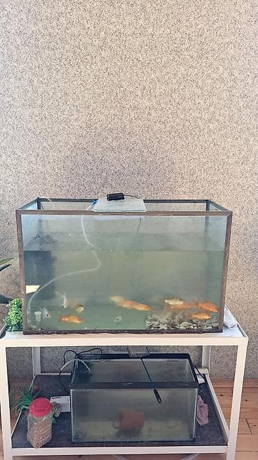Salam 80×50×30 akvarium 120 litr sobo wp 4002 hava filteri 30 w 2 at lalafo.az Salam 80×50×30 akvarium 120 litr sobo wp 4002 hava filteri 30 w 2