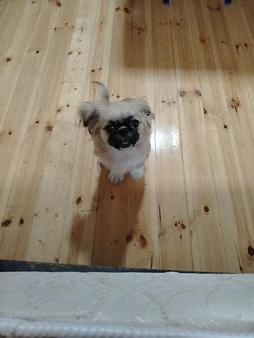 bala pişik adları: Pekines, 4 ay, Erkek — 4