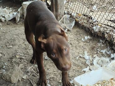 ucuz it satisi: 3 ay, Dişi, Peyvəndli — 2