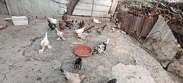 bantam: Toyuq, Damazlıq — 3