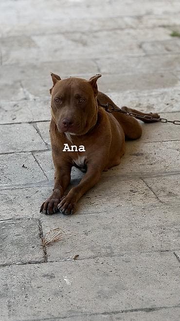 pitbull itleri: Pitbul, 2 ay — 1
