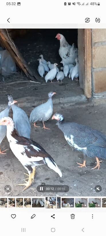 сливочное масло в баку: Şəkildə görduyunuz 3 ədəd boz sinəsi ağ 3 aylıq firəng quşlar — 1