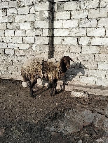 edilbay qoyunu: Qala qoçu aktiv heyvandi qoyun surmeyi eladi tam sağlam heyvandir — 4