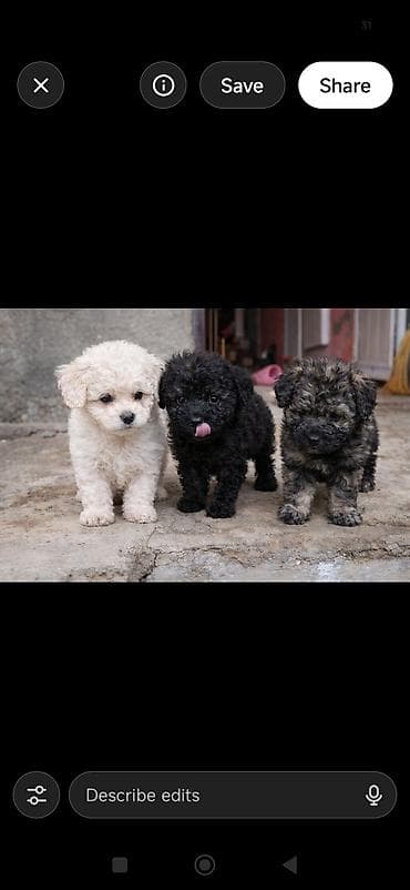 itlə barter: Pudel — 3