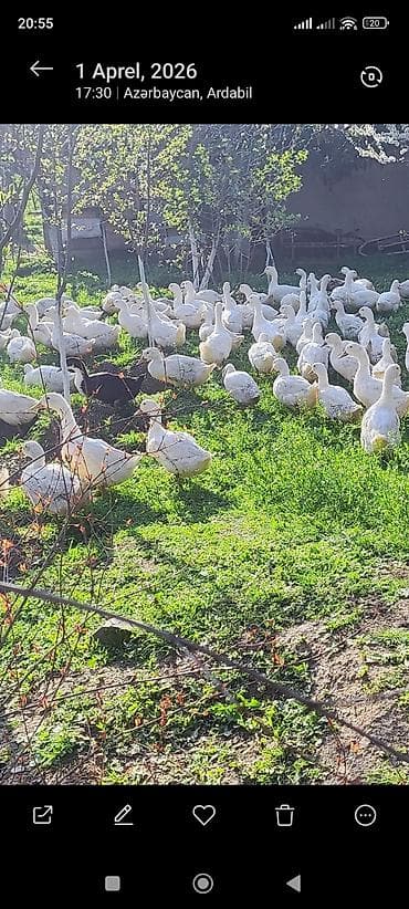 ağ pişik: Məhsul: Ağ ördəklər (sürü halında) Təsvir: - Açıq məkanda otlaqda — 10