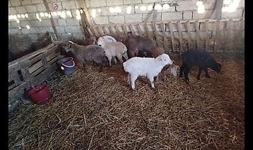 Keçilər, çəpişlər: Qoyun-quzu sürüsü

11 erkək 1 dişi — 2