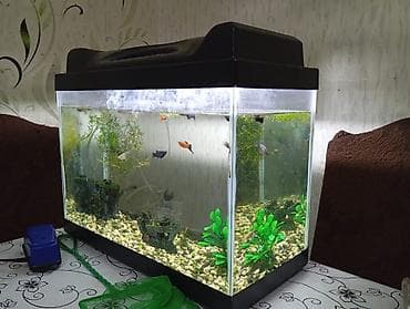 akva: Salam. Zavod istehsali akvarium satilir.Sekilde gorduyunuz kimi qapagi — 1