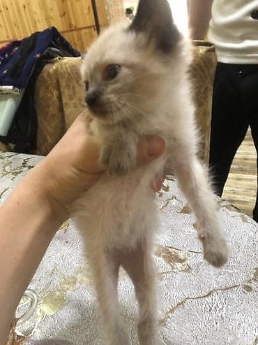 əl meymunu: Yaxşı əllərə — 2