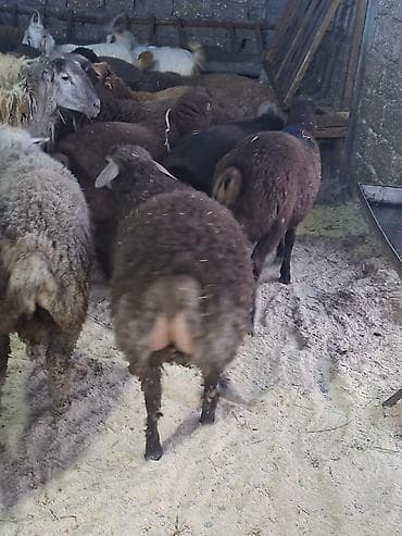 Птицы: Qoyun sürüsü – yerli qaragül/yağlı quyruq tipli heyvanlar - Növ — 5