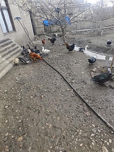 Keçilər, çəpişlər: Satılır: ev quşları (ördəklər və toyuqlar) - Növ: qarışıq ev quşları — 3