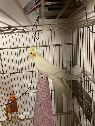 Heyvanlar üçün mallar: Korella lutilla. 7 ayliqdi.Iki Uç soz deyir. Erkeydi. Oynayan quwdur — 5