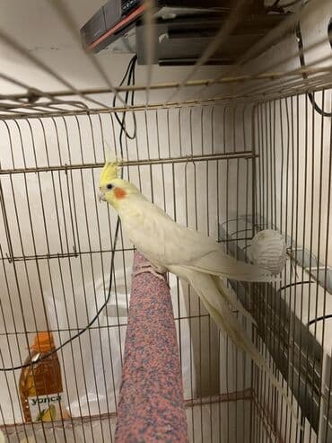 Quşlar: Korella erkek.
7 ayliqdi.Cox feal quwdur.Oynuyandir — 5