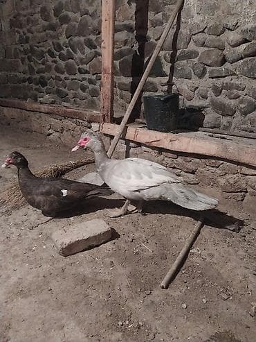 2 side xoruzdur lavanda 9 aylx dr krasnadar okuz 5 aylx qiymet cutne lalafo.az -da 2 side xoruzdur lavanda 9 aylx dr krasnadar okuz 5 aylx qiymet cutne