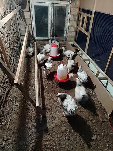 çin bıldırcını: Toyuq, Brama, Damazlıq — 2