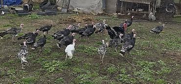 ev qusu: Məhsul: Türki (hind toyuğu) sürüsü Təsvir: - Fotoşəkillərdə göründüyü — 6