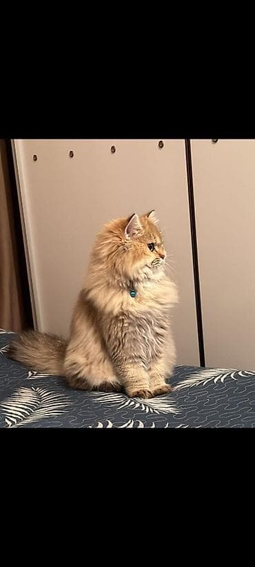 Erkək, Dişi, Yaxşı əllərə, Ünvandan götürmə, Ödənişli çatdırılma