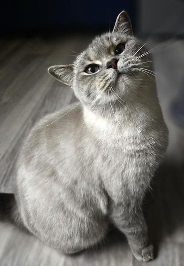 pişik sumkasi: Britan — 6