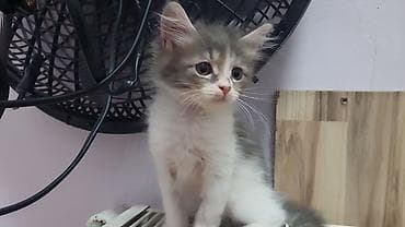 pișik: ПАПА - МЕЙНКУН,МАМА-ШОТЛАНДКА. КОТЯТАМ 1,5 МЕСЯЦА. ХОДЯТ В ЛОТОК,ЕДЯТ — 6