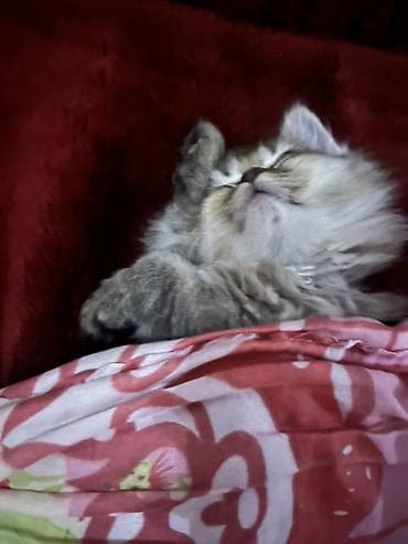 Uzun tüklü biritan boz-qəhvəyi rəngli balaca pişik balası. Yumşaq — 4