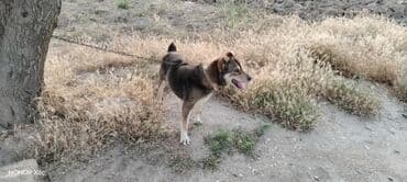 qapi iti: 3 il, Erkek, Peyvəndli, Ünvandan götürmə — 1