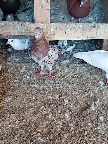 lalafo quşlar: 5 goyərcindi 5 idə erkəkdir. Kom 35 manatdır tək tək qiymət — 7