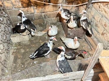 cöl ördəyi: Muscovy (hind) ördəkləri – qarışıq rənglərdə sürü - Növlər — 9