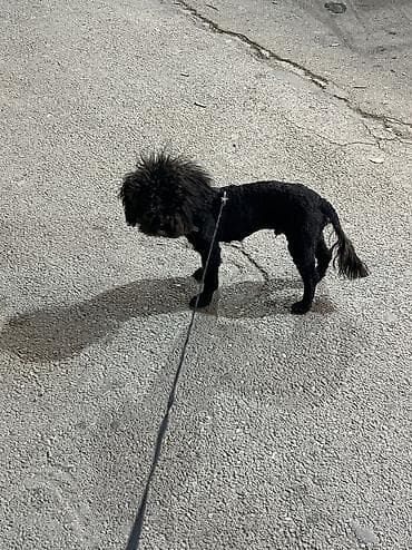 it davasi 2019: 1 il, Erkek, Ünvandan götürmə — 7